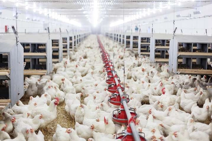 Kümes Hayvancılığında Dengeler Değişti: Yumurta Arttı, Et Azaldı